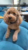 cclaire.bbear1 Altpins Profile Picture