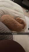 cclaire.bbear1 Altpins Profile Picture