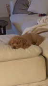 cclaire.bbear1 Altpins Profile Picture