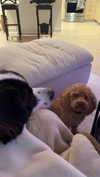 cclaire.bbear1 Altpins Profile Picture