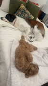 cclaire.bbear1 Altpins Profile Picture
