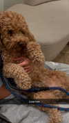 cclaire.bbear1 Altpins Profile Picture