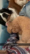 cclaire.bbear1 Altpins Profile Picture