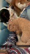 cclaire.bbear1 Altpins Profile Picture