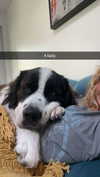 cclaire.bbear1 Altpins Profile Picture