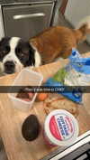 cclaire.bbear1 Altpins Profile Picture
