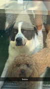 cclaire.bbear1 Altpins Profile Picture