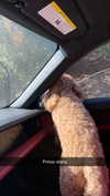 cclaire.bbear1 Altpins Profile Picture