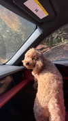 cclaire.bbear1 Altpins Profile Picture