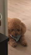 cclaire.bbear1 Altpins Profile Picture
