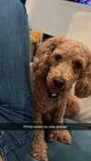cclaire.bbear1 Altpins Profile Picture