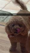 cclaire.bbear1 Altpins Profile Picture