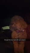 cclaire.bbear1 Altpins Profile Picture