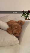 cclaire.bbear1 Altpins Profile Picture
