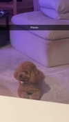 cclaire.bbear1 Altpins Profile Picture