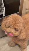 cclaire.bbear1 Altpins Profile Picture