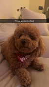 cclaire.bbear1 Altpins Profile Picture