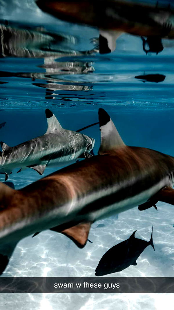 chloerosenbaum image ~ Altpins