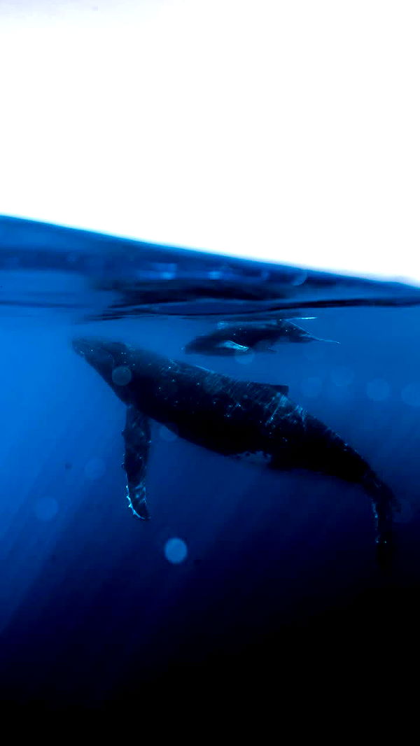 chloerosenbaum image ~ Altpins