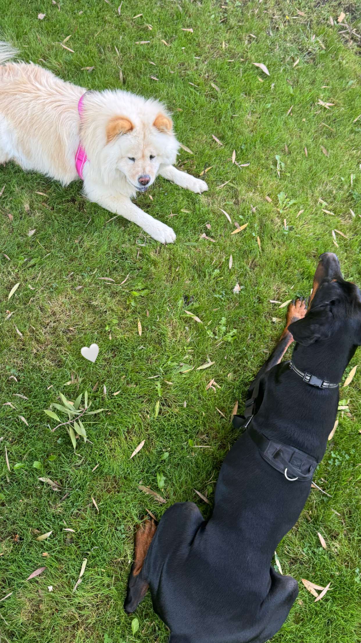 chloerosenbaum snapchat image archive image