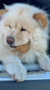 chloerosenbaum Altpins Profile Picture