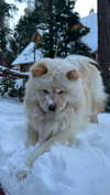 chloerosenbaum Altpins Profile Picture