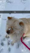 chloerosenbaum Altpins Profile Picture