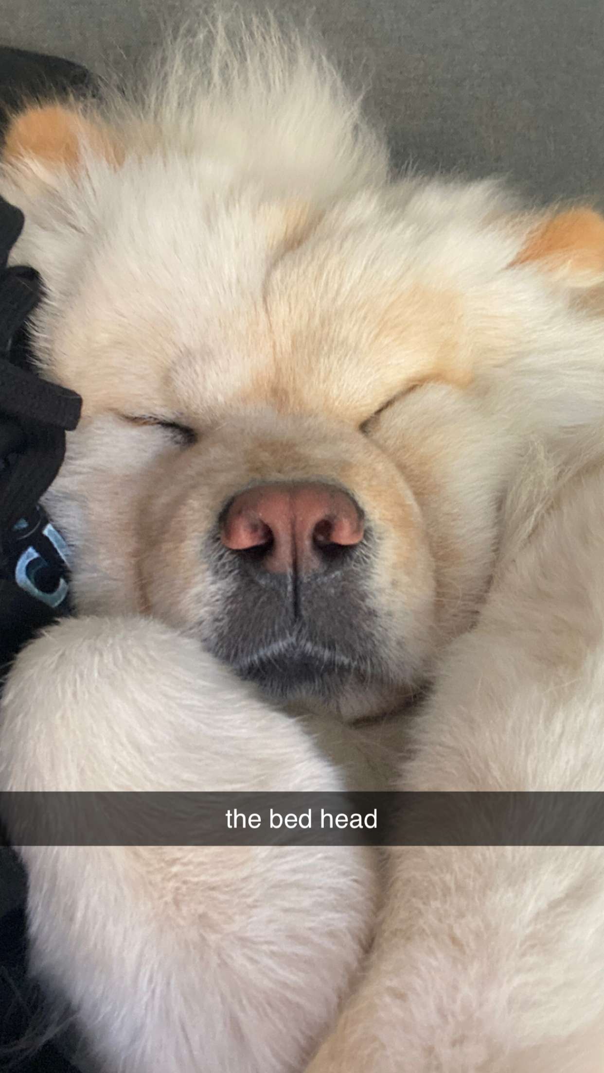 chloerosenbaum snapchat image archive image