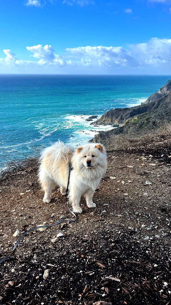 chloerosenbaum image ~ Altpins