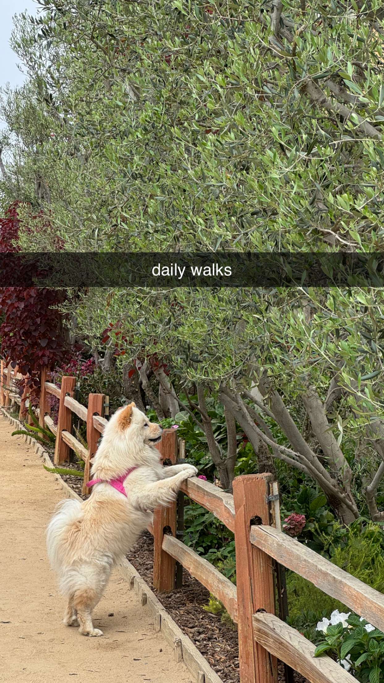 chloerosenbaum snapchat image archive image