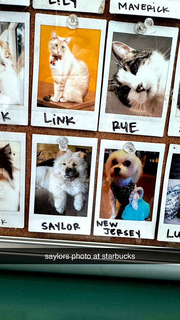 chloerosenbaum image ~ Altpins