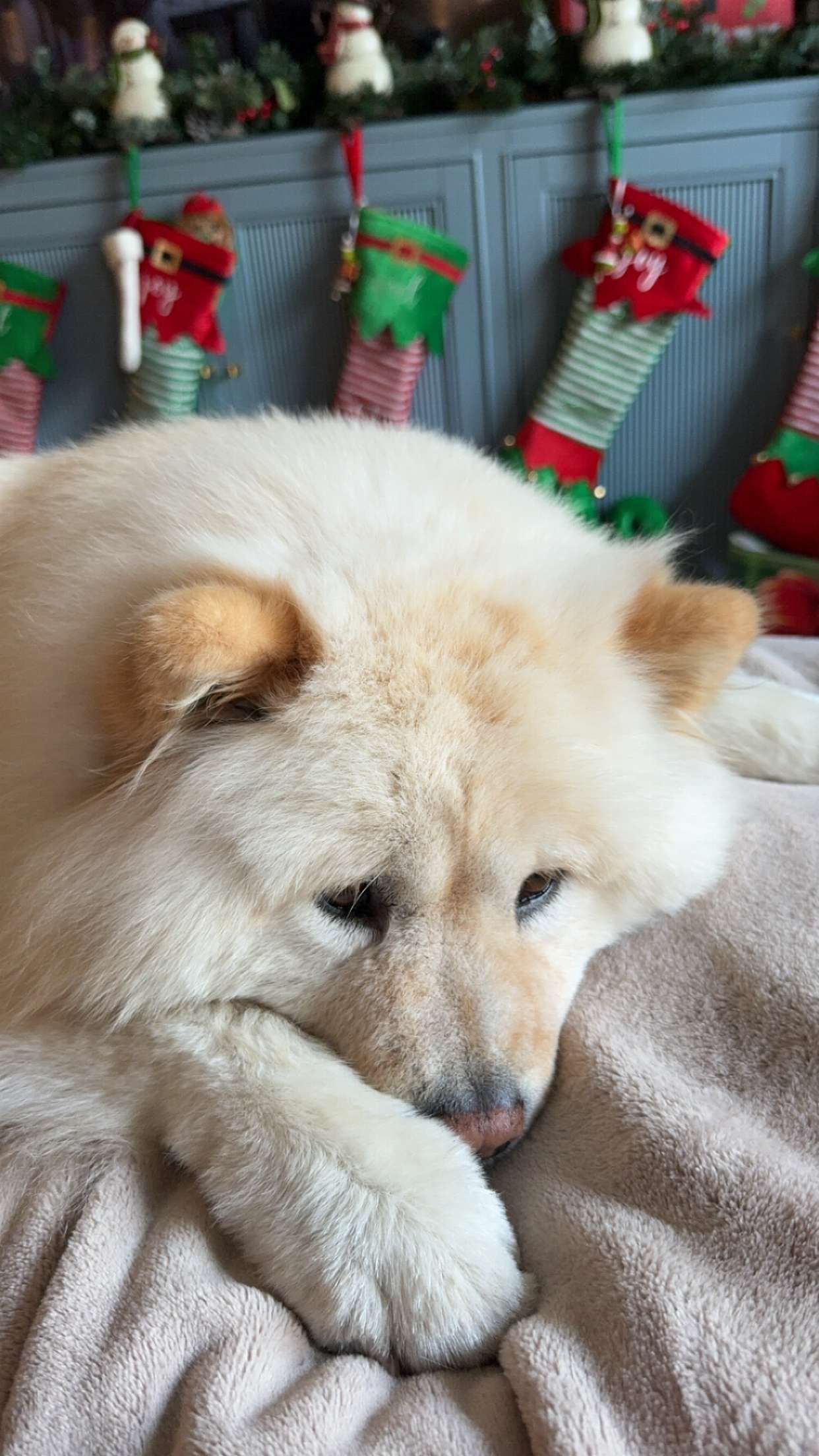 chloerosenbaum snapchat image archive image