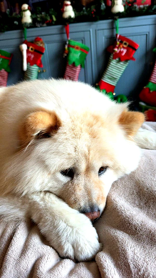 chloerosenbaum image ~ Altpins