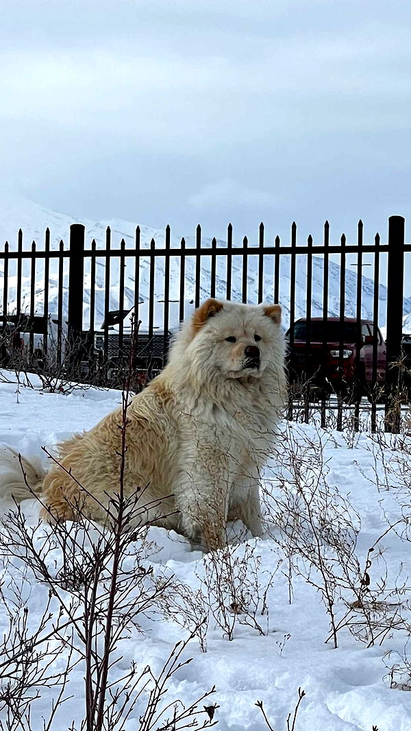 chloerosenbaum image ~ Altpins