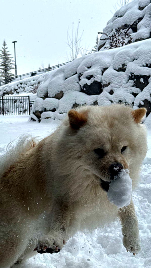 chloerosenbaum image ~ Altpins