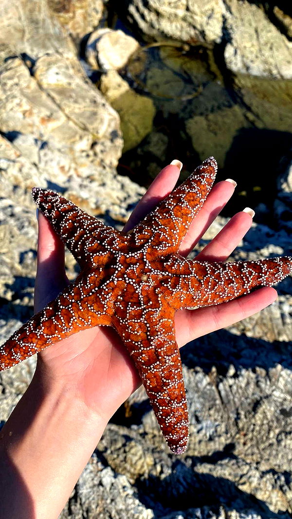 chloerosenbaum image ~ Altpins