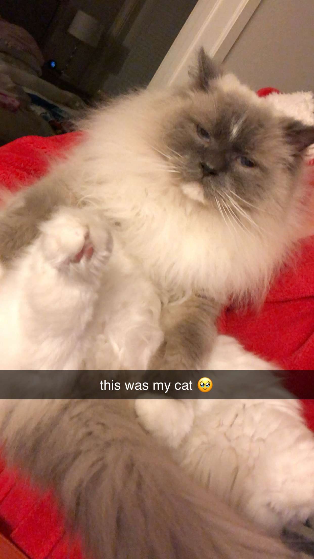 chloerosenbaum snapchat image archive image