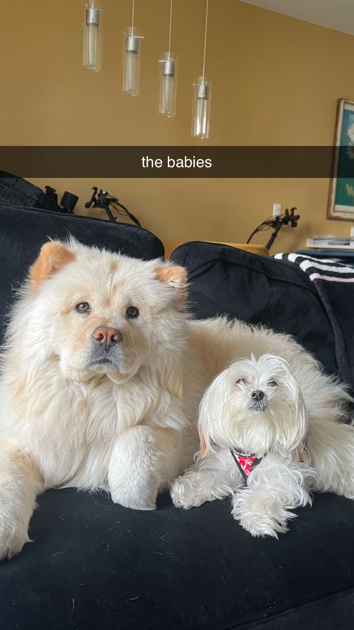 chloerosenbaum snapchat image archive image