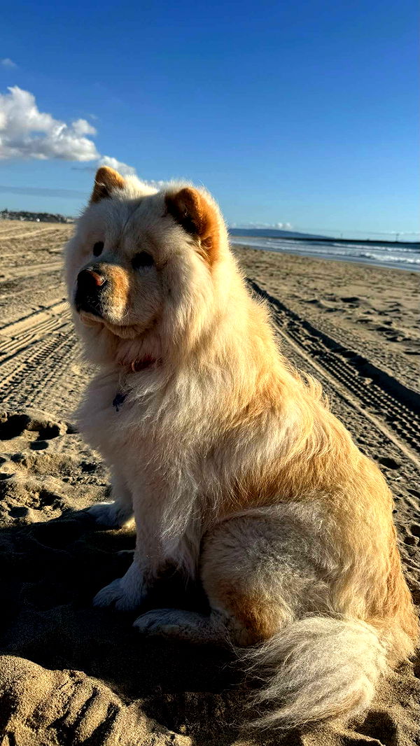 chloerosenbaum image ~ Altpins