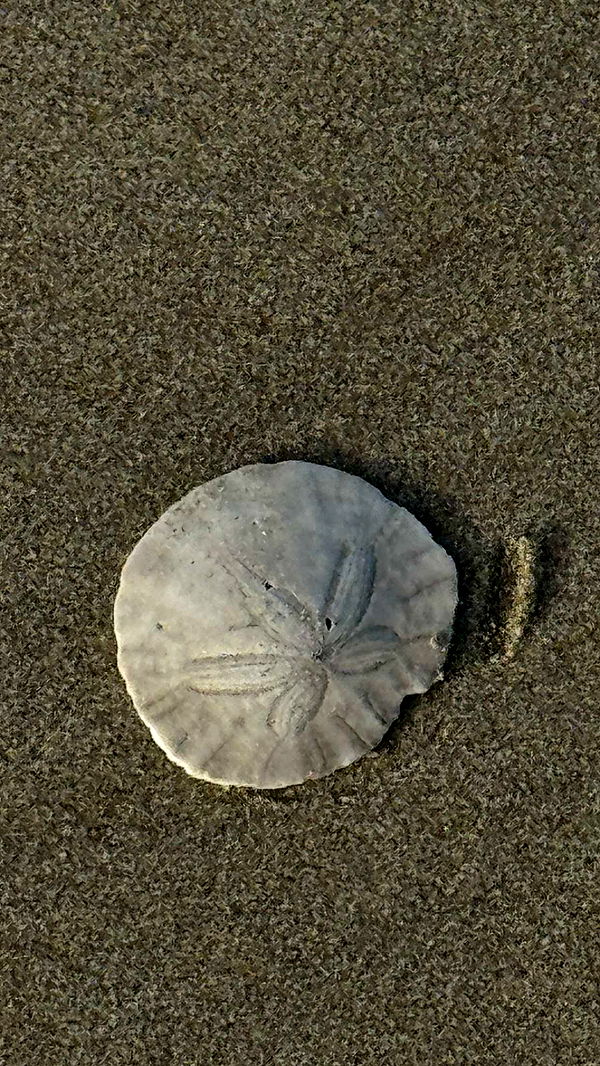 chloerosenbaum image ~ Altpins