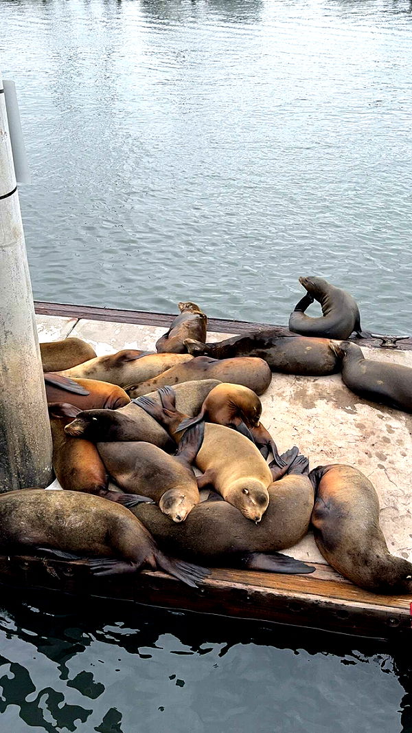 chloerosenbaum image ~ Altpins