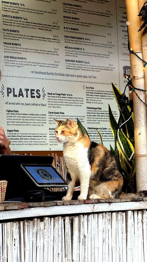 chloerosenbaum image ~ Altpins