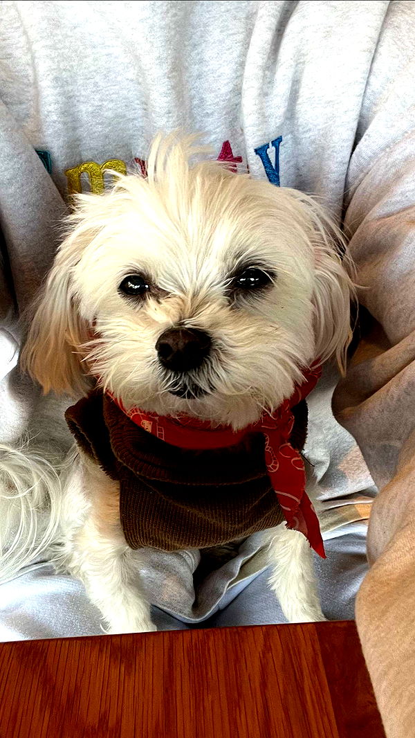 chloerosenbaum image ~ Altpins