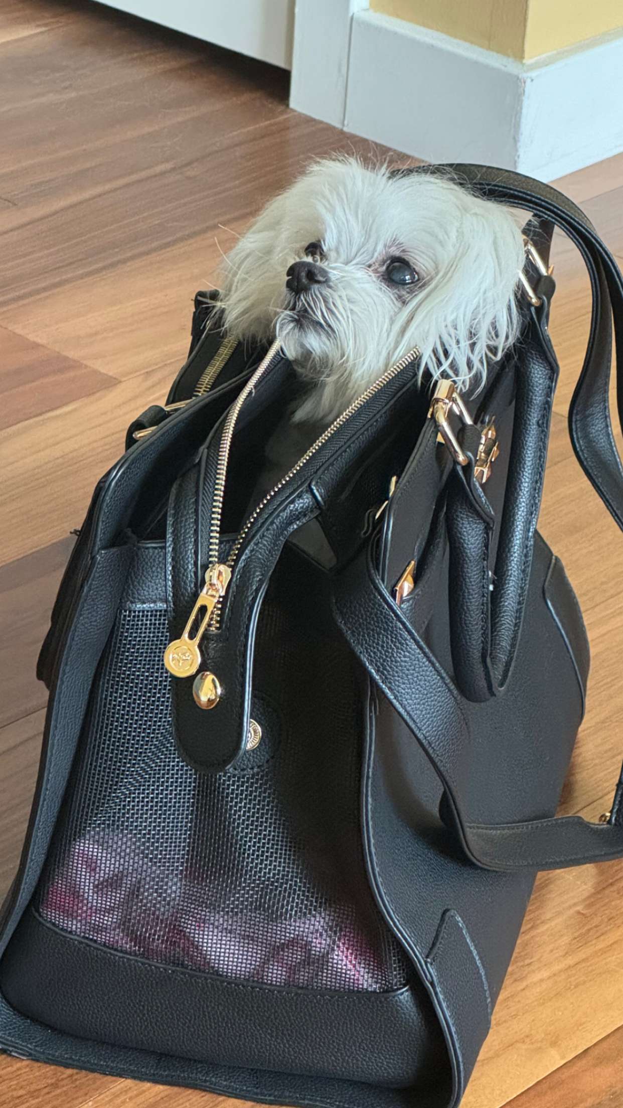 chloerosenbaum snapchat image archive image