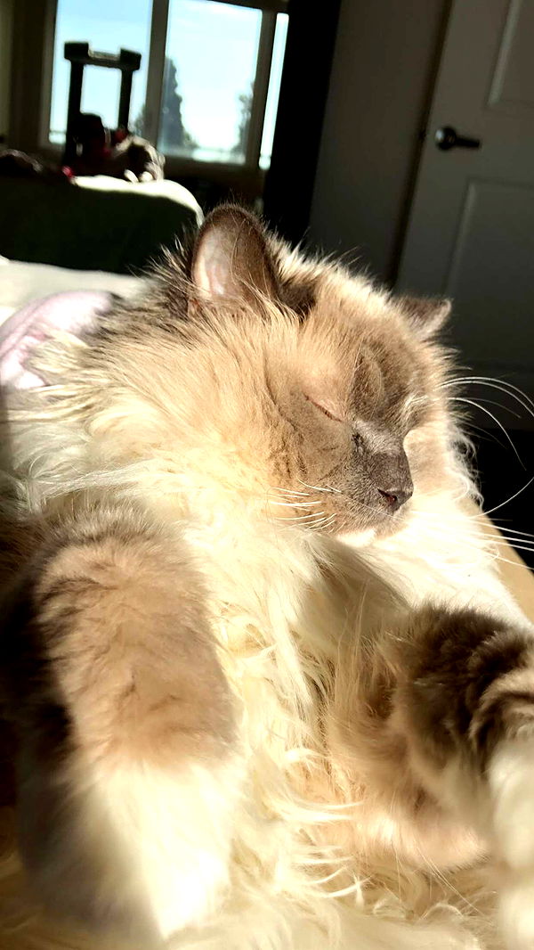 chloerosenbaum image ~ Altpins