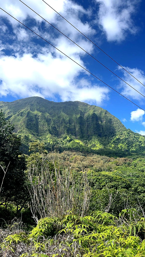 chloerosenbaum image ~ Altpins