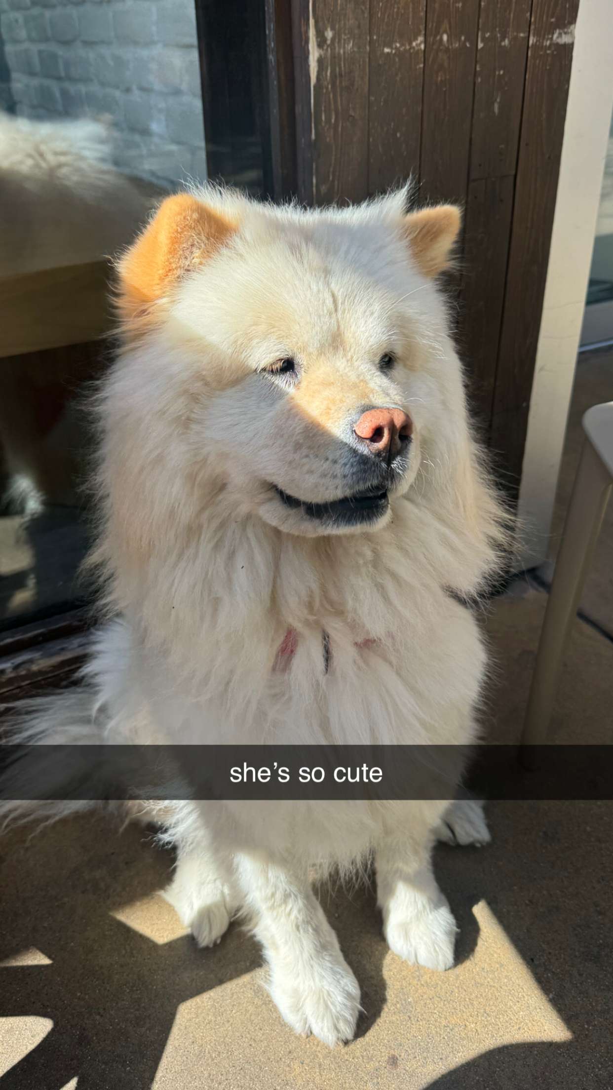 chloerosenbaum snapchat image archive image