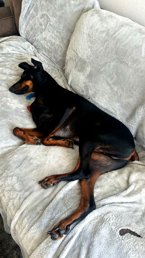 chloerosenbaum image ~ Altpins