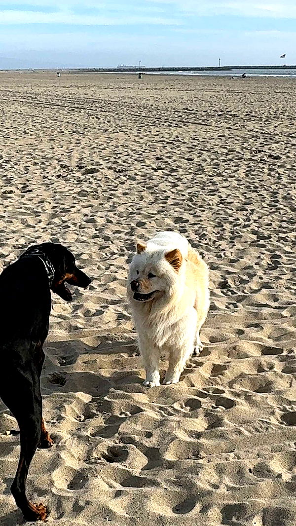 chloerosenbaum image ~ Altpins