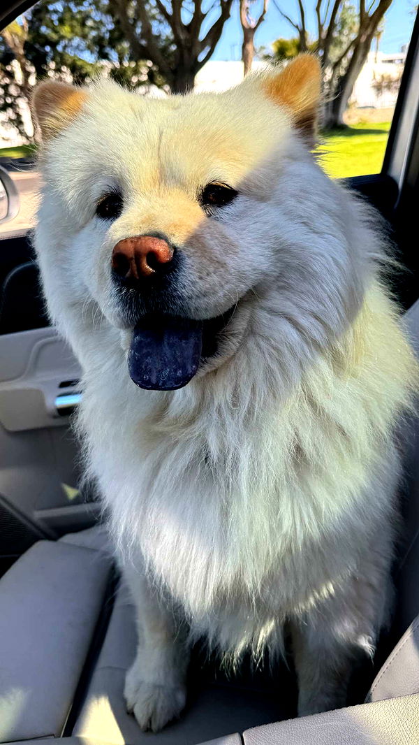 chloerosenbaum image ~ Altpins